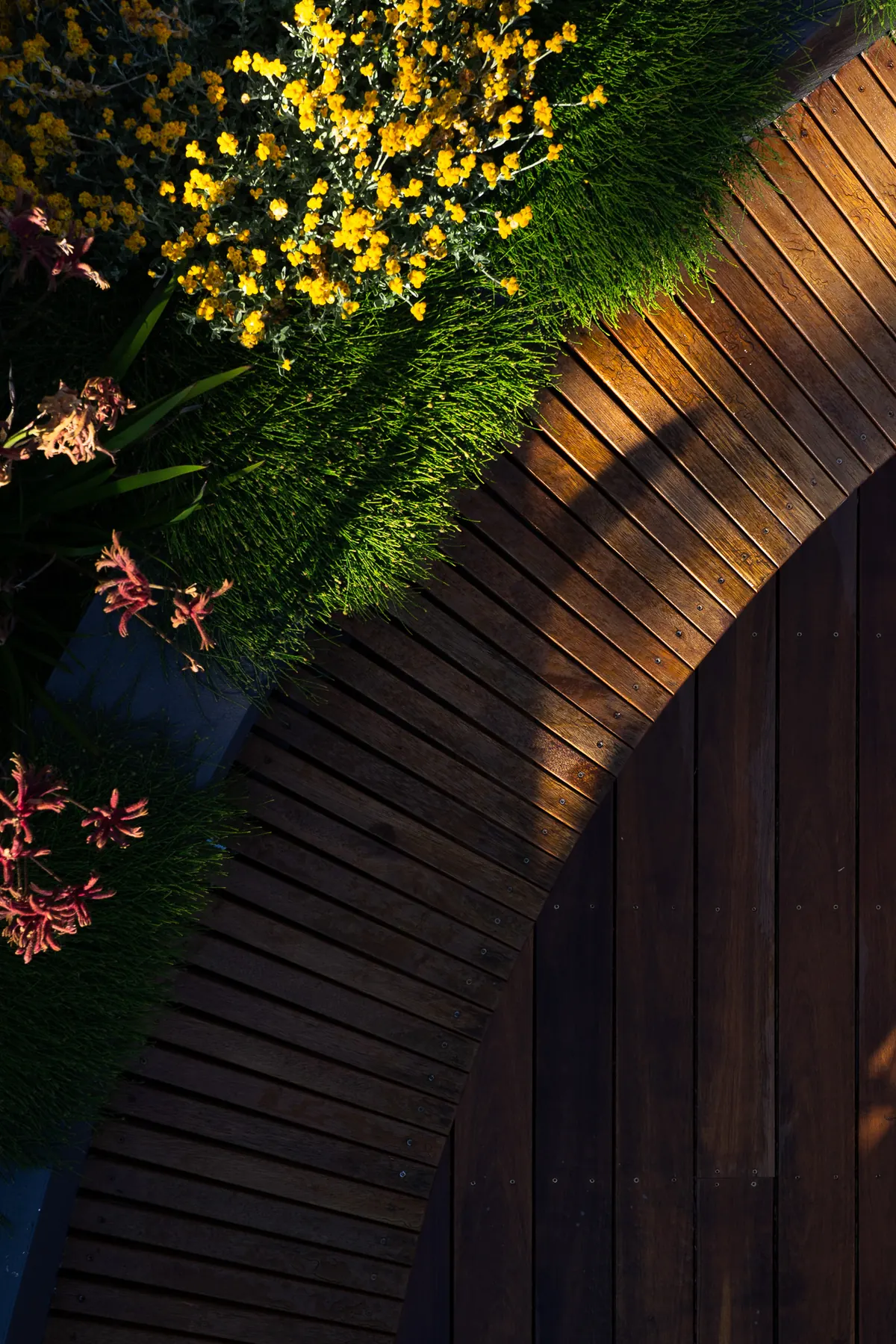 Hardwood boards fanned around a curved bench, kangaroo paw spilling over the edge
